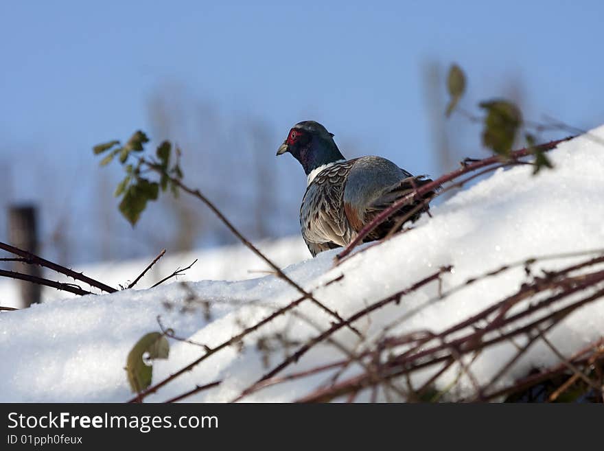 Pheasant male, Phasianus colchicus mongolicus