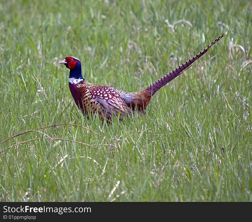 Pheasant in the grass