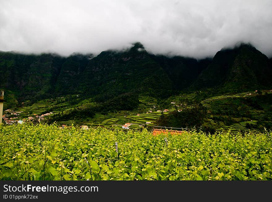 Wine Vinyard in Maderia Islands, Portugal. Wine Vinyard in Maderia Islands, Portugal