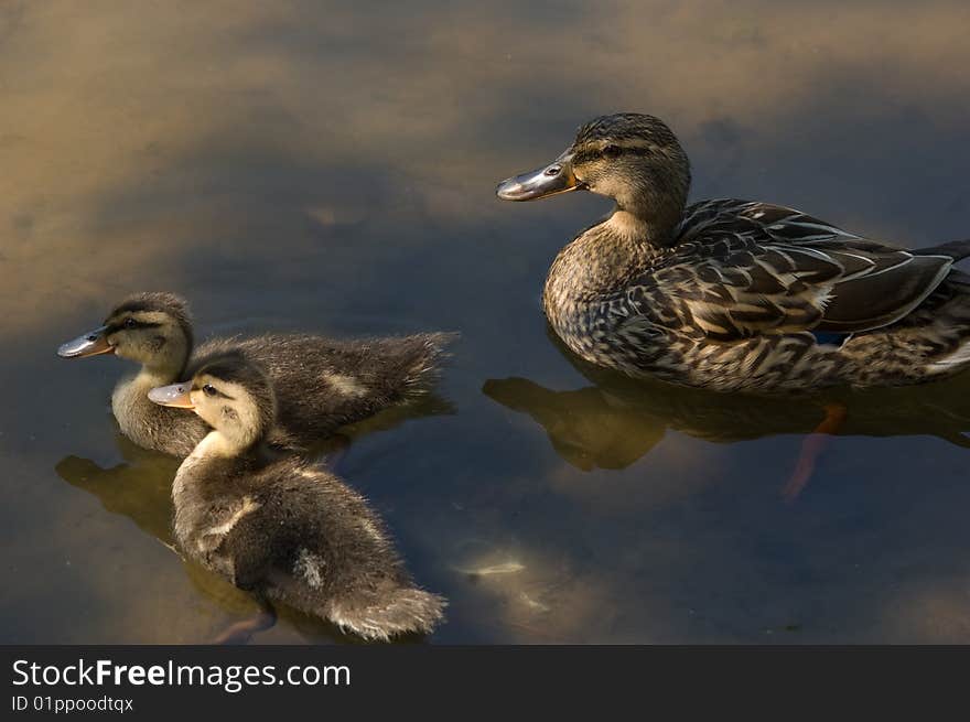 A small family of ducks cross a pond. A small family of ducks cross a pond