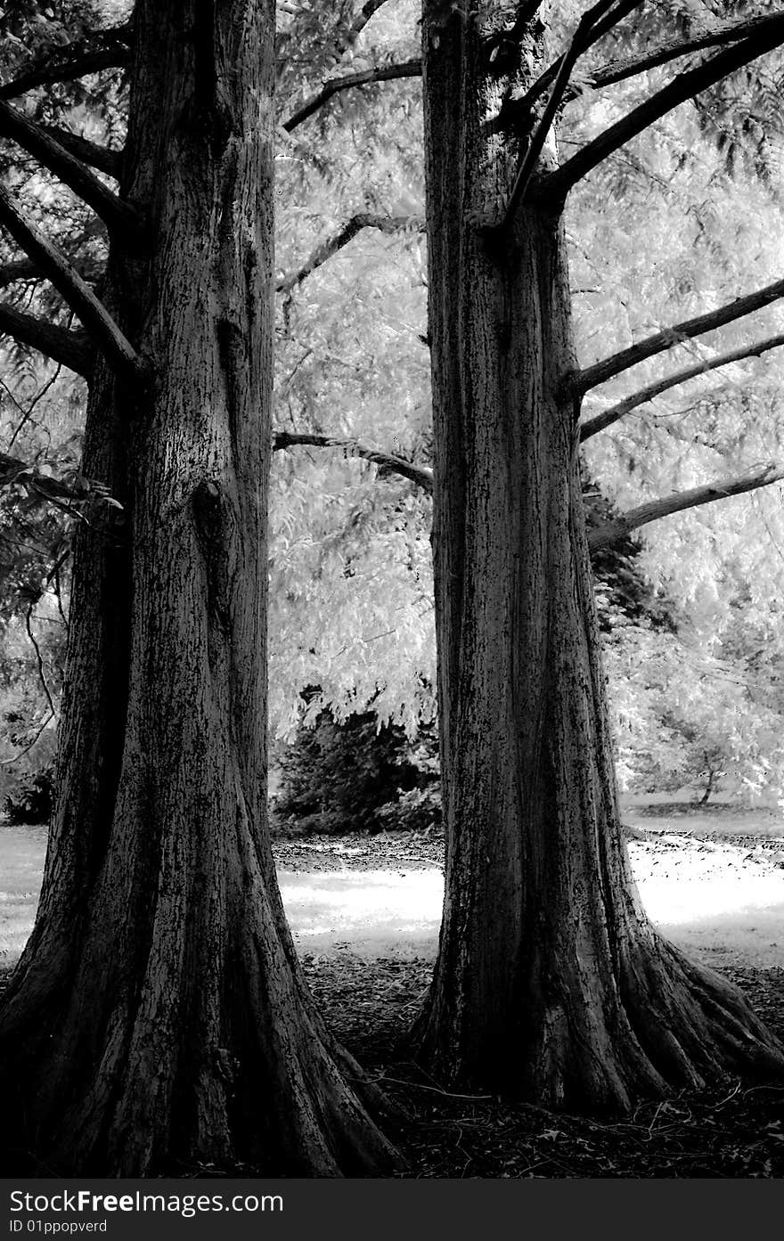 Two large Ceader trees standing beside each other. Two large Ceader trees standing beside each other