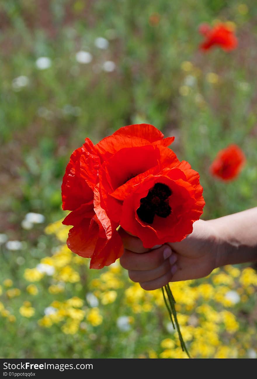 Bouquet of poppies in a children hand. Bouquet of poppies in a children hand