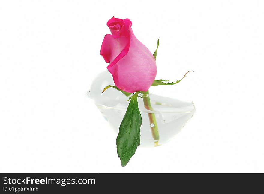 Blossom rose in small bird vase isolated on the white. Blossom rose in small bird vase isolated on the white.