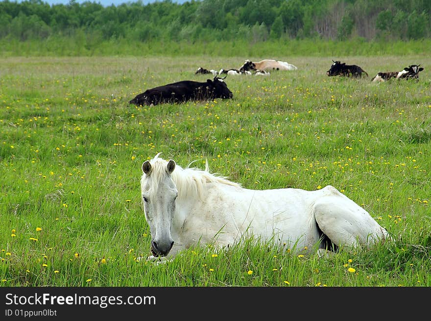 Blanching horse reposes on background green pasture