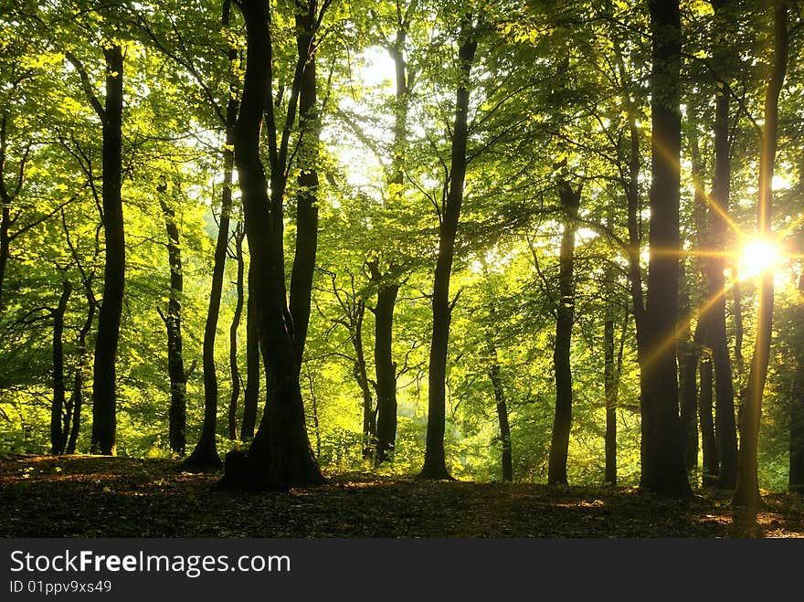 Sun beams in dark forest. Sun beams in dark forest