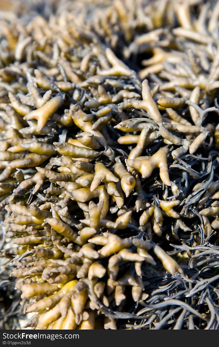 A Brown Seaweed Close-up