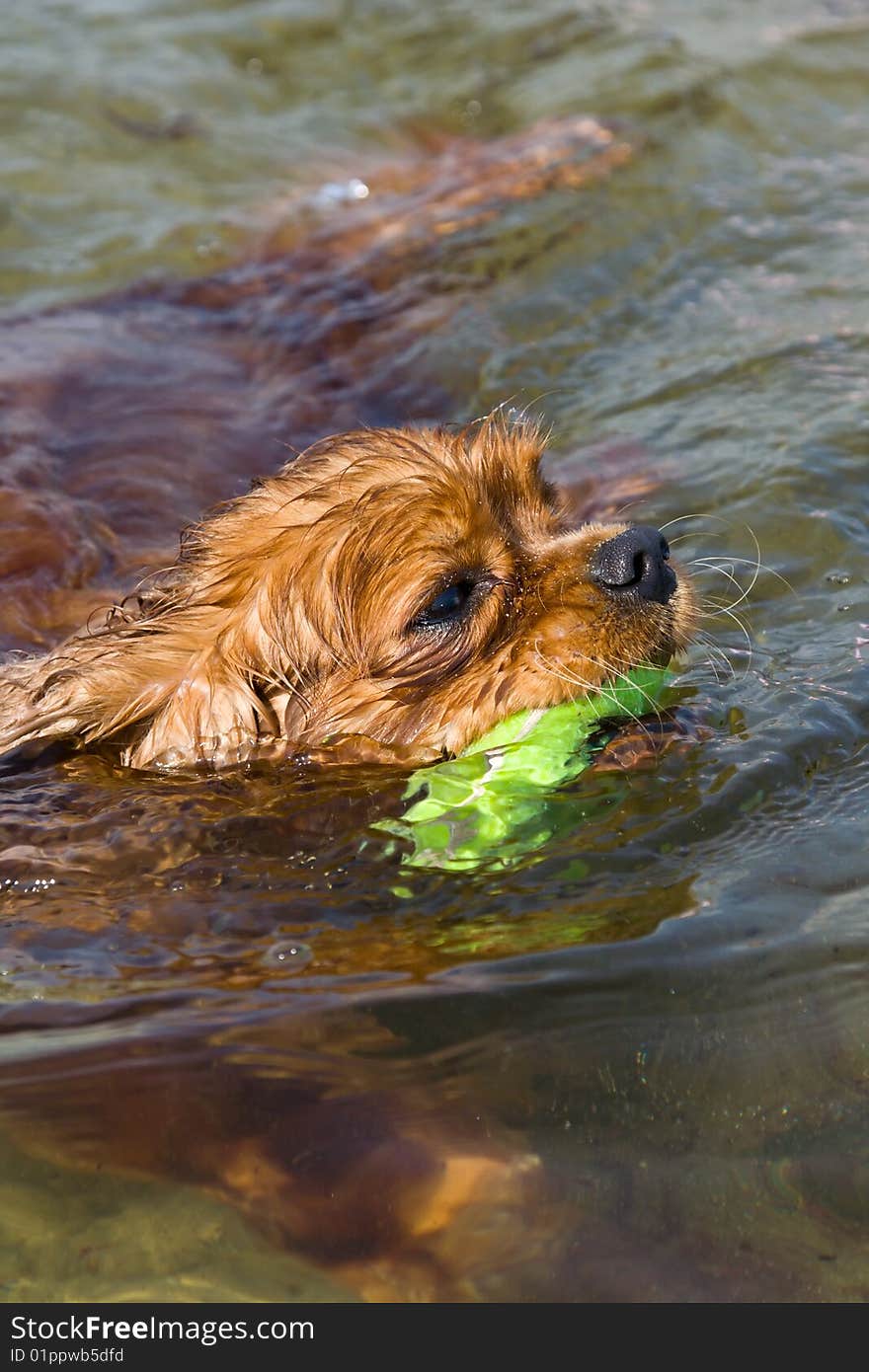 A Dog Swimming With A Rubber Ring