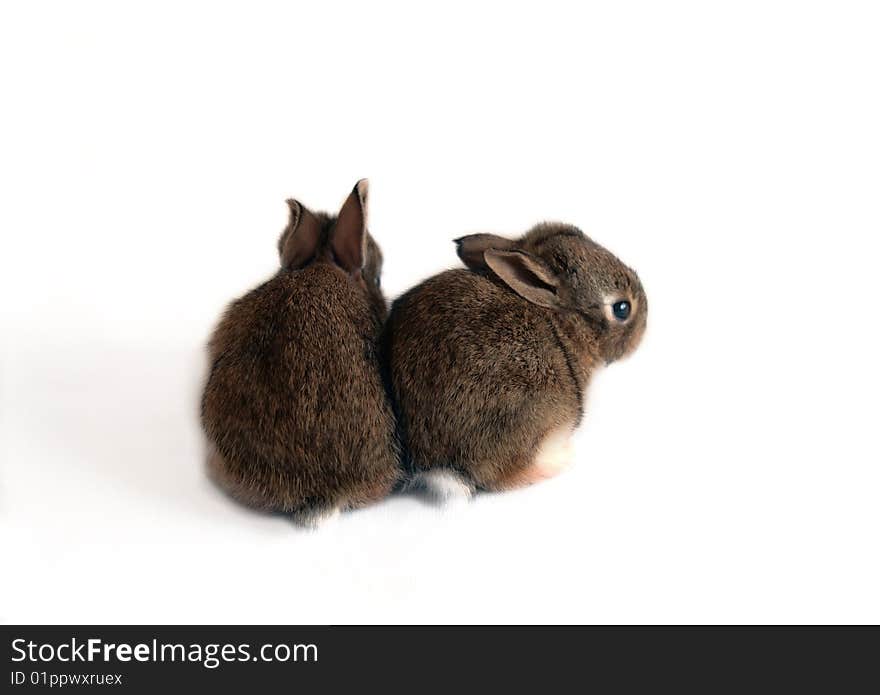 Baby Cottontail rabbits, both with their backs to the camera, one look over his shoulder at the camera. Against a white, isolated background. Baby Cottontail rabbits, both with their backs to the camera, one look over his shoulder at the camera. Against a white, isolated background.