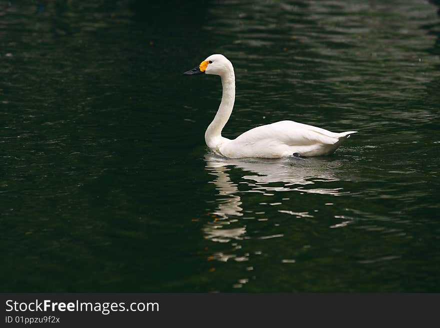 A swan is walking on the lake