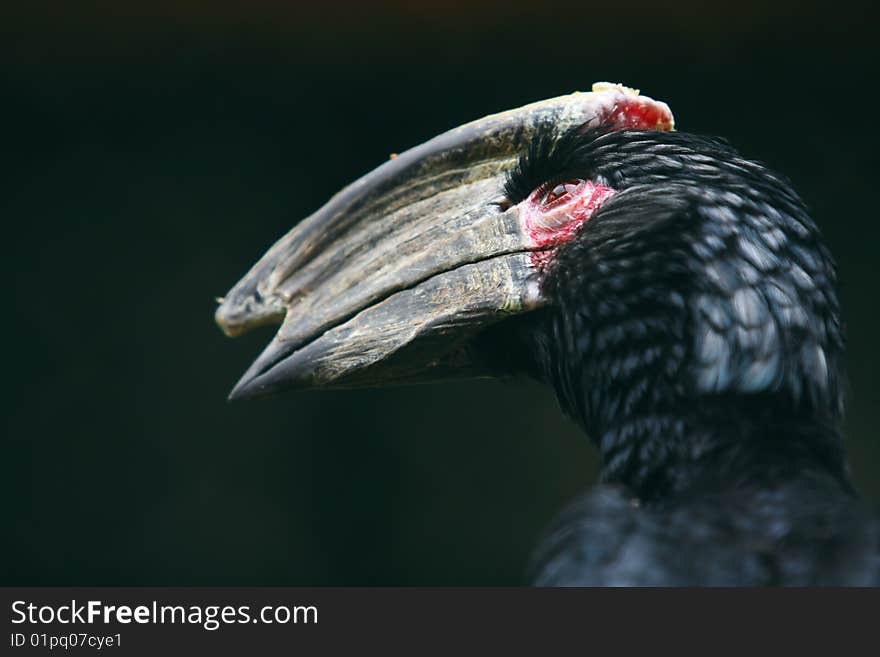 The face of a hornbill