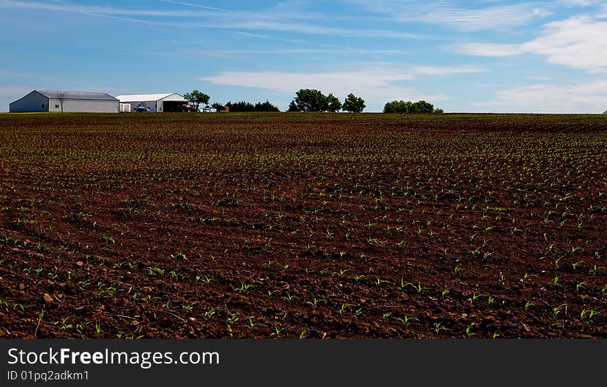 Organic crop in early spring. Organic crop in early spring.