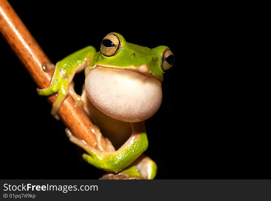 Emerald Green Tree Frog