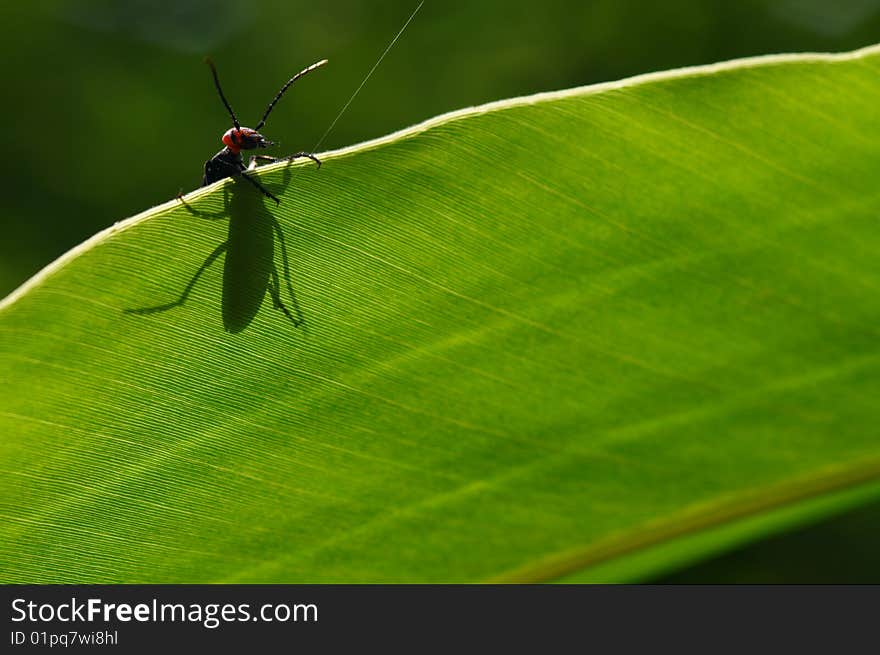 Shadow of insect on the leaf