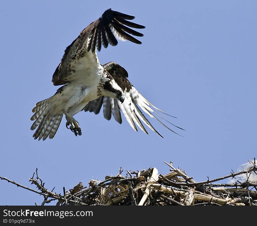 Osprey