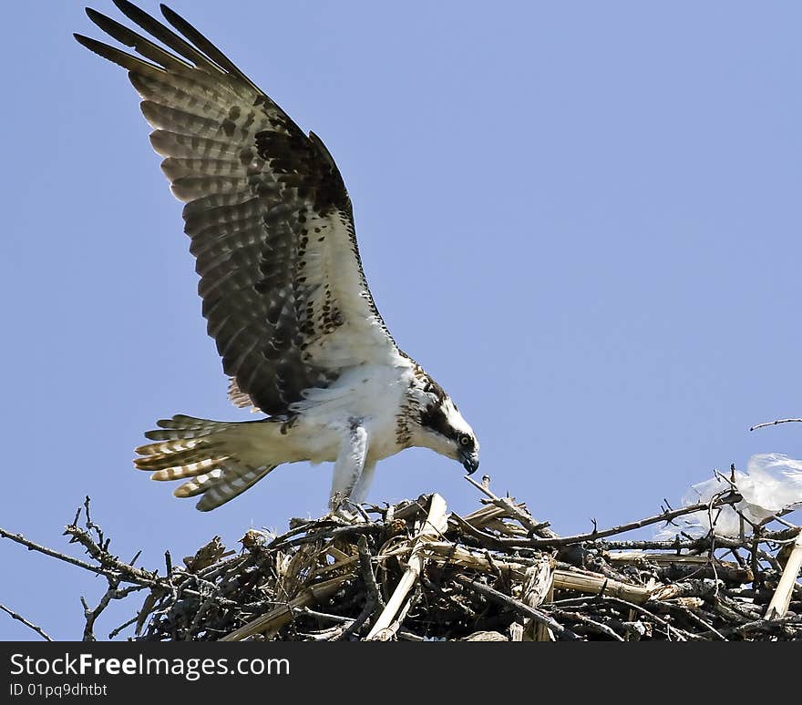 Osprey