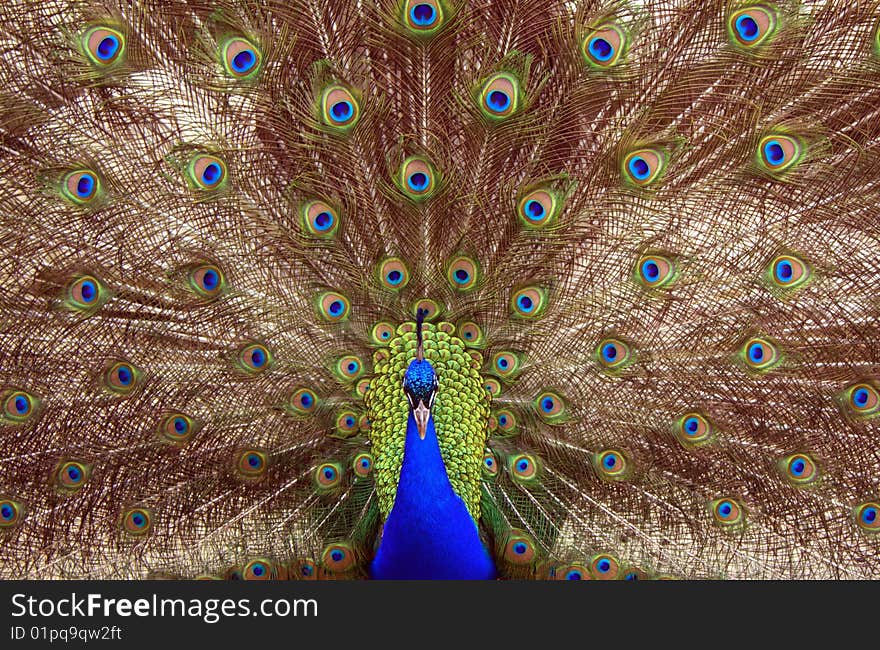 Peacock who has straightened a tail. Peacock who has straightened a tail