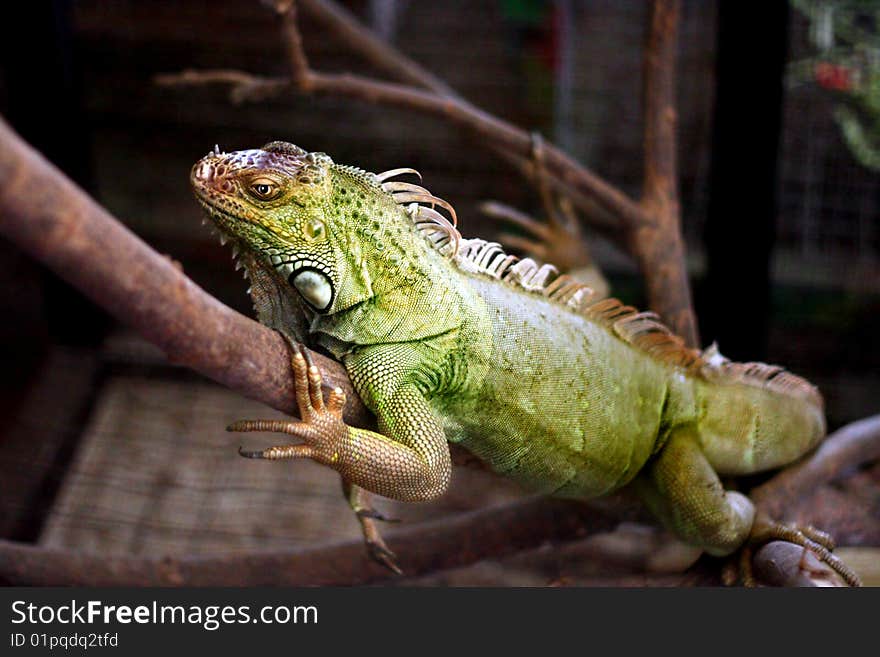 Green Iguana