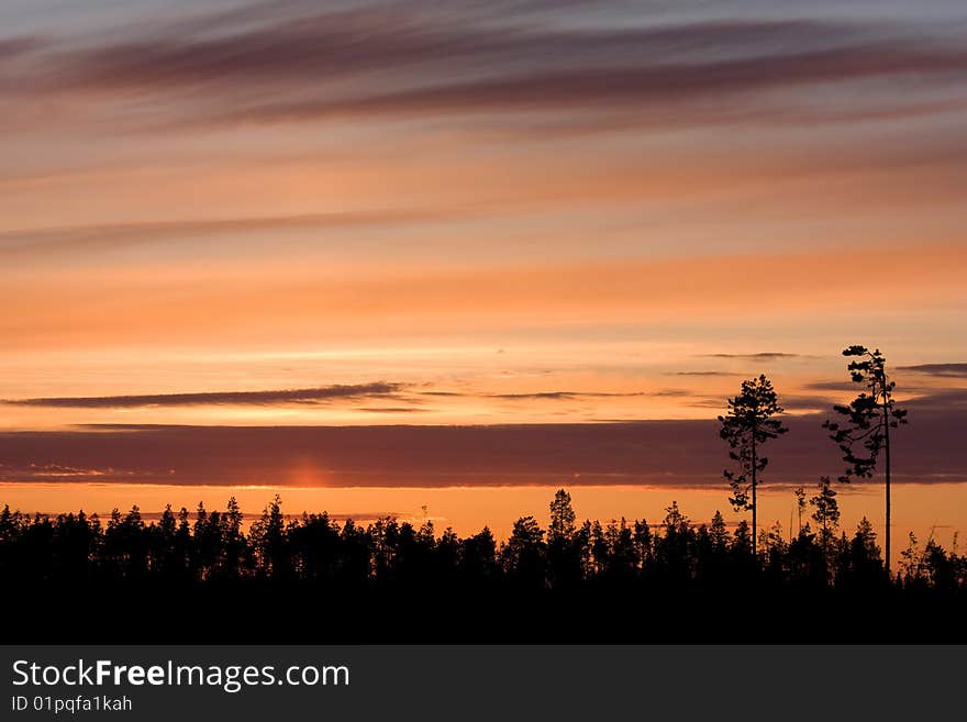 Silhouette of trees on call of the sun