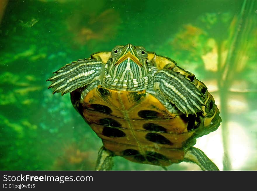 Green turtle