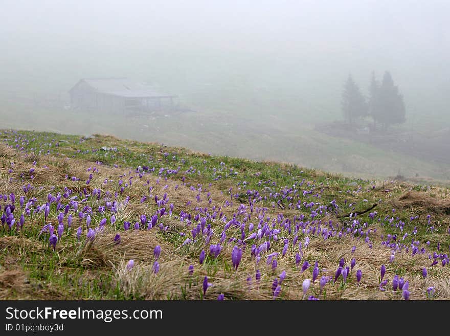 Crocus Blooming In Highland