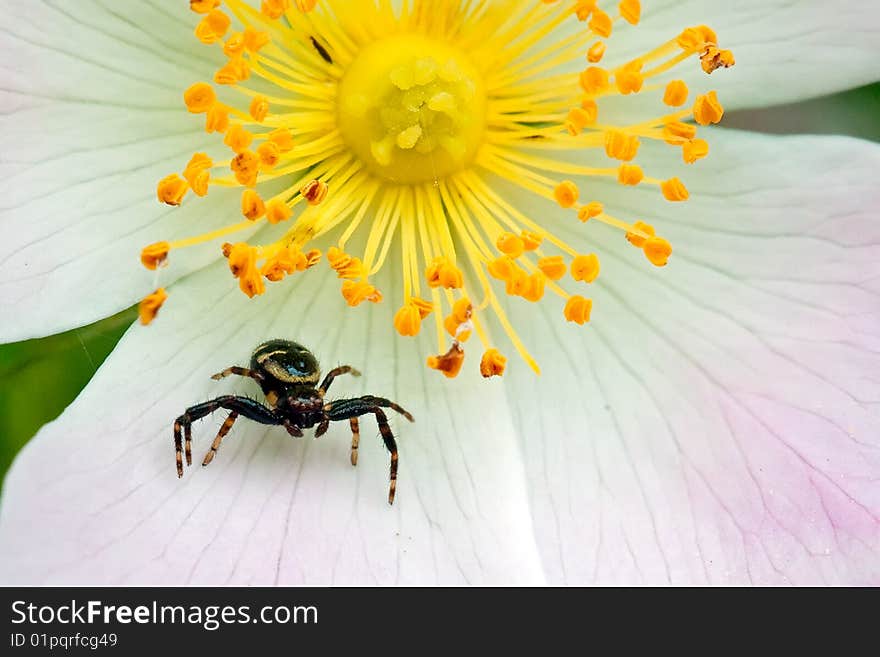 A crab spider wait its prey on a Dog Rose along a path of Lipu's oasis in Gaggio, Veneto, Italy. A crab spider wait its prey on a Dog Rose along a path of Lipu's oasis in Gaggio, Veneto, Italy.