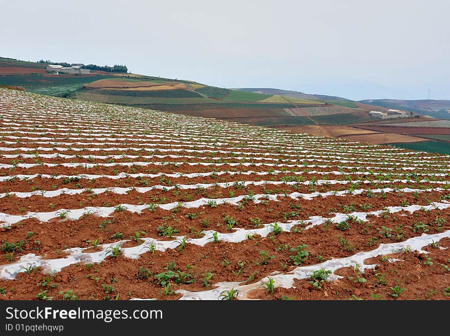 The crop are growing in fields of scene. The crop are growing in fields of scene