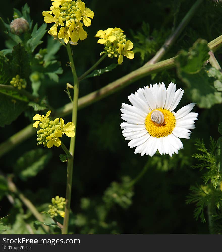 Snail on the ox-eye daisy in summer day