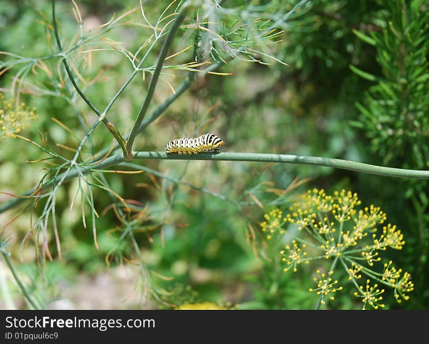 Caterpillar on the fennel