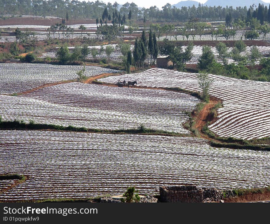 The crop are growing in fields of scene. The crop are growing in fields of scene