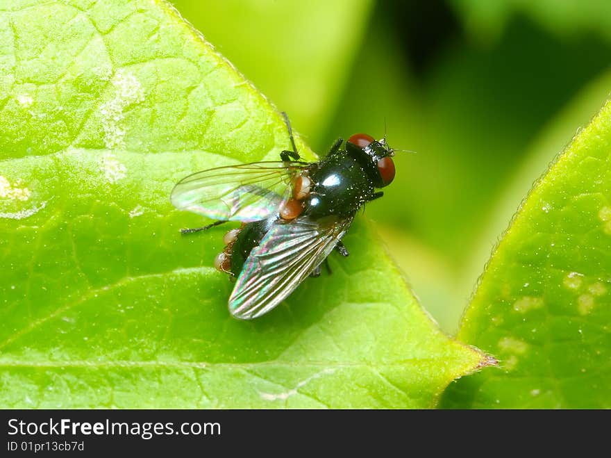 A macro shot of a red eyed fly on a leaf