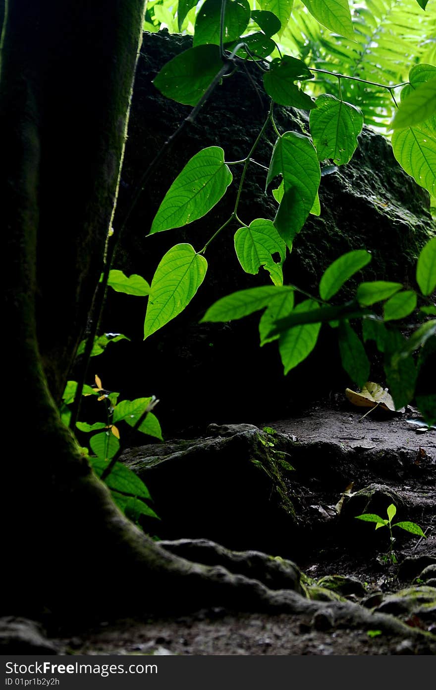 Nature in Chiapas, south of Mexico