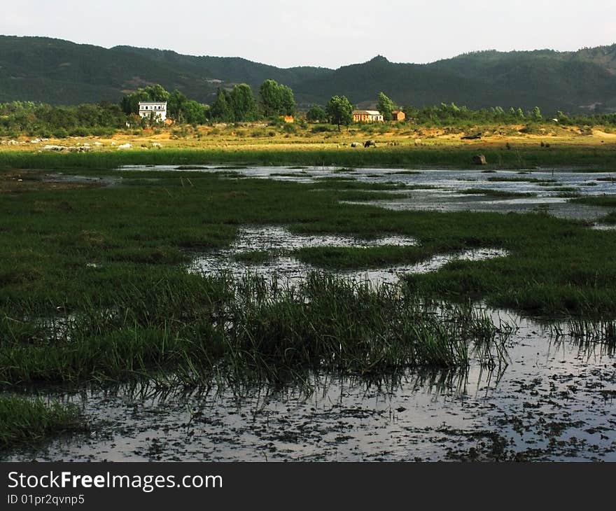 Natural beauty of the wetlands. Natural beauty of the wetlands