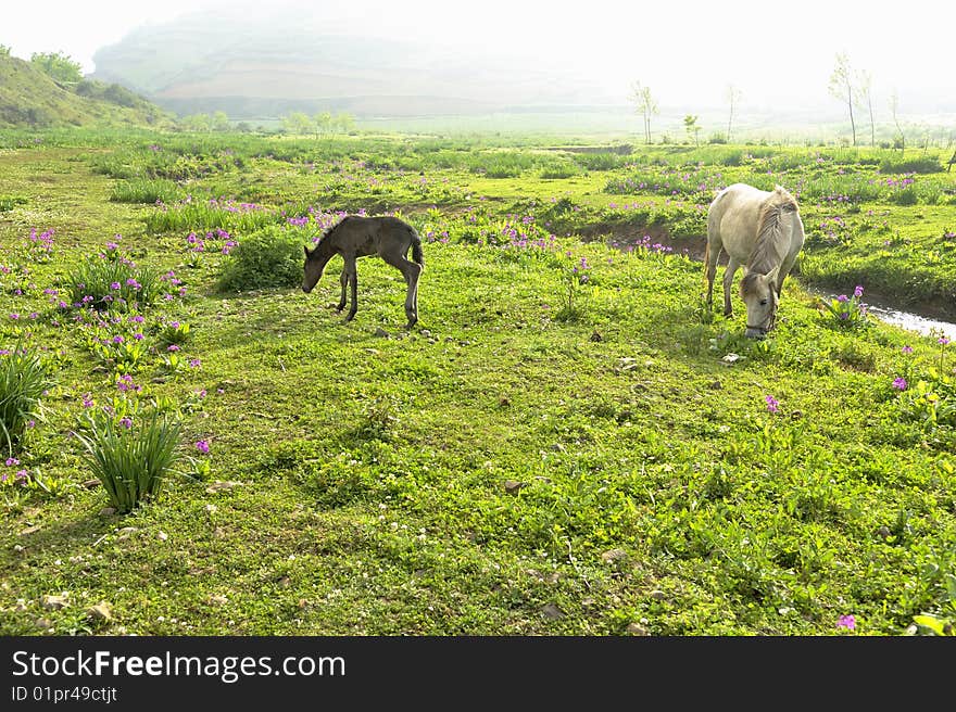 Female horse and foal stories. Female horse and foal stories