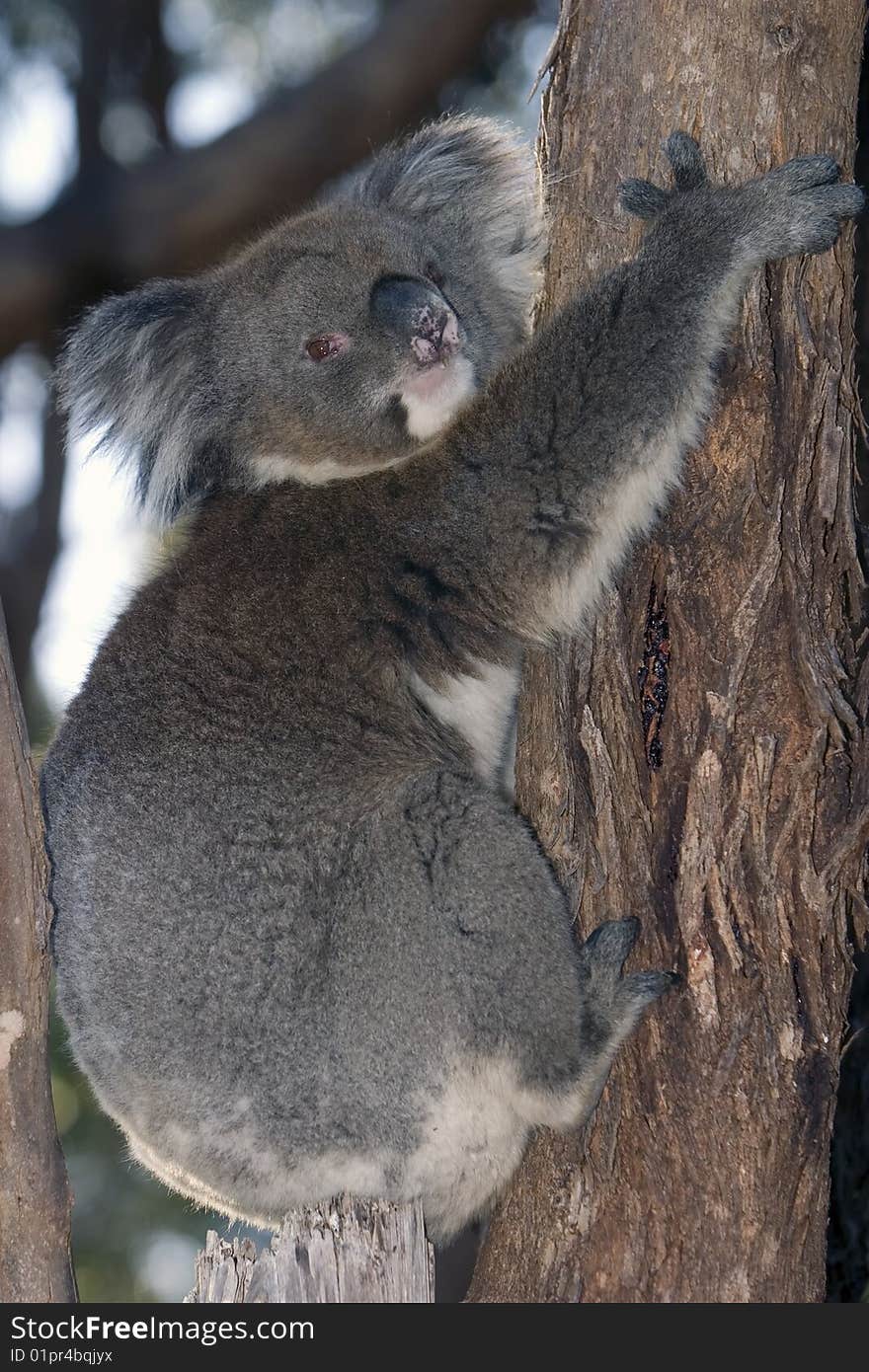 Australian Koala climbing a Eucalyptus tree in a National Park, South Australia. Australian Koala climbing a Eucalyptus tree in a National Park, South Australia