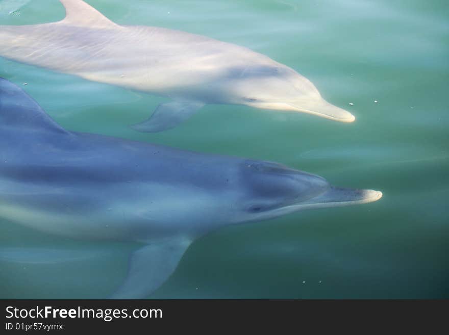 Two Dolphins swimming underwater in the ocean