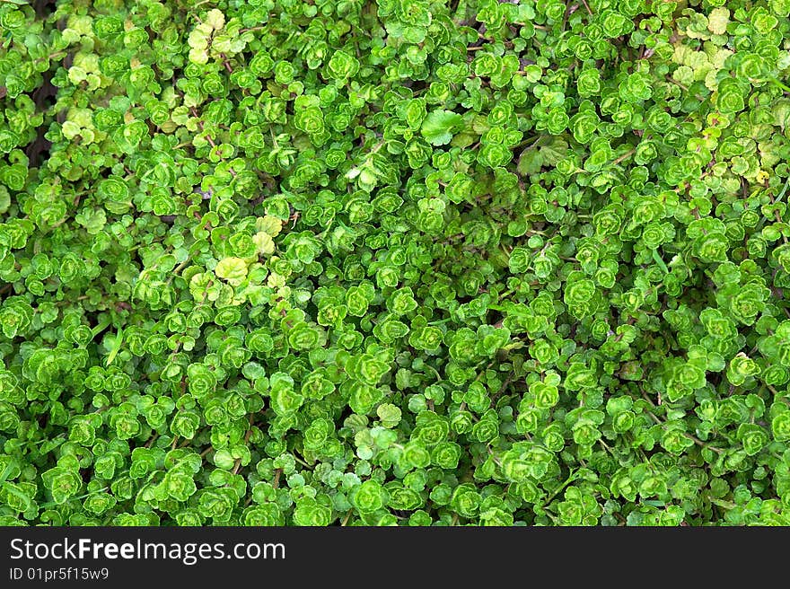 Beauty brighty green grass background