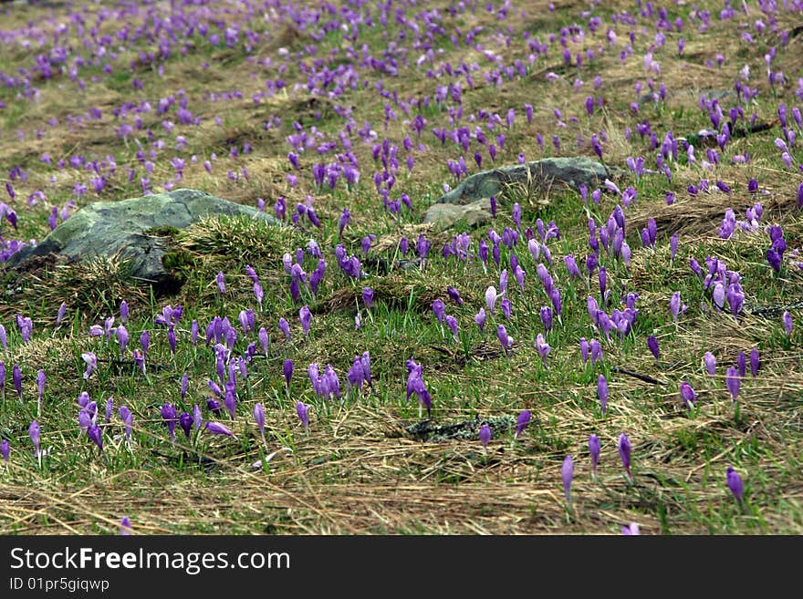 Lilac crocuses blooming in the highland meadow around  big stones