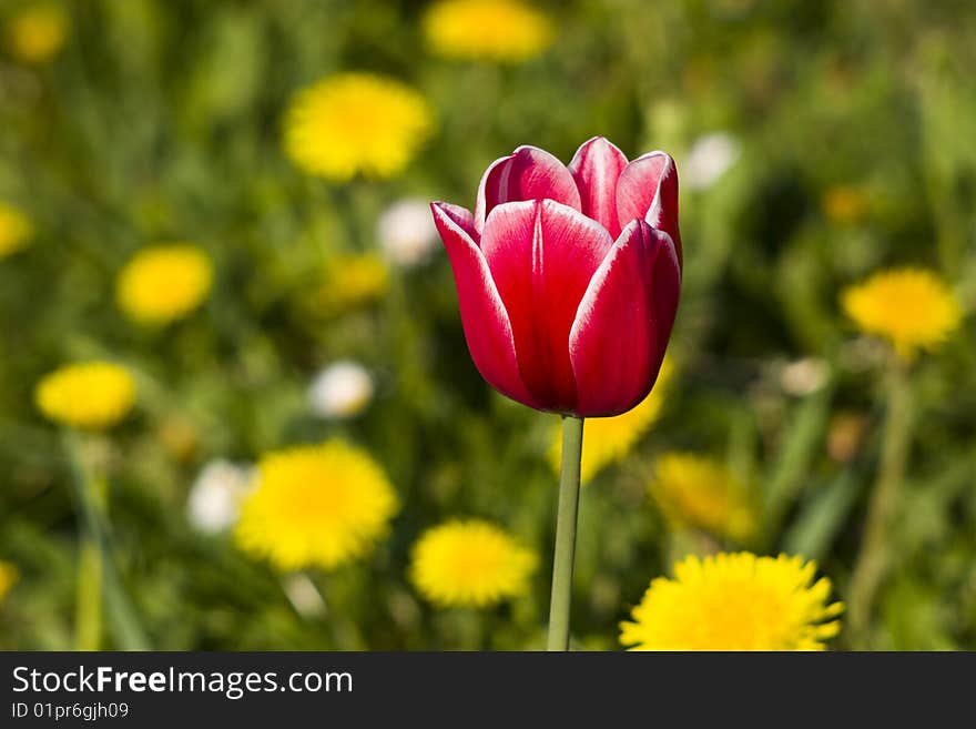 Red tulip with white borders on the dandelions yellow background. Red tulip with white borders on the dandelions yellow background