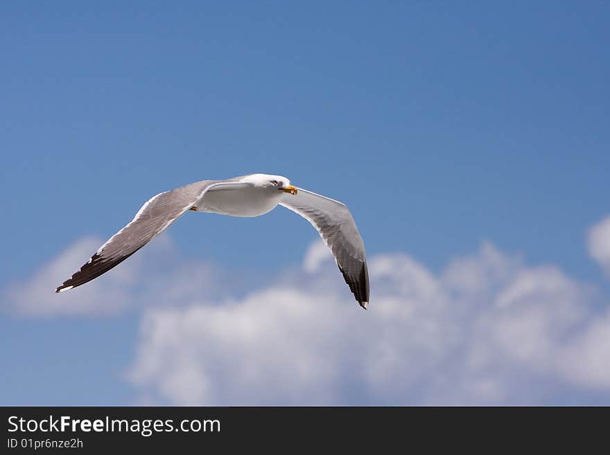 Seagull flying