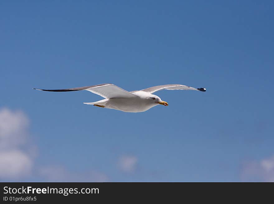 A seagull gracefully floating along the shoreline of Madeira Portugal