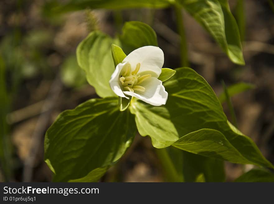 Trillium kamchatkan (Trillium camschatcense)