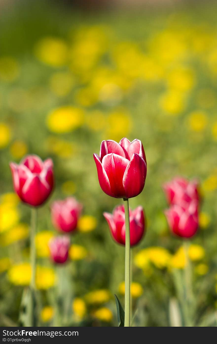 Red tulip with white borders on the dandelions yellow background. Red tulip with white borders on the dandelions yellow background