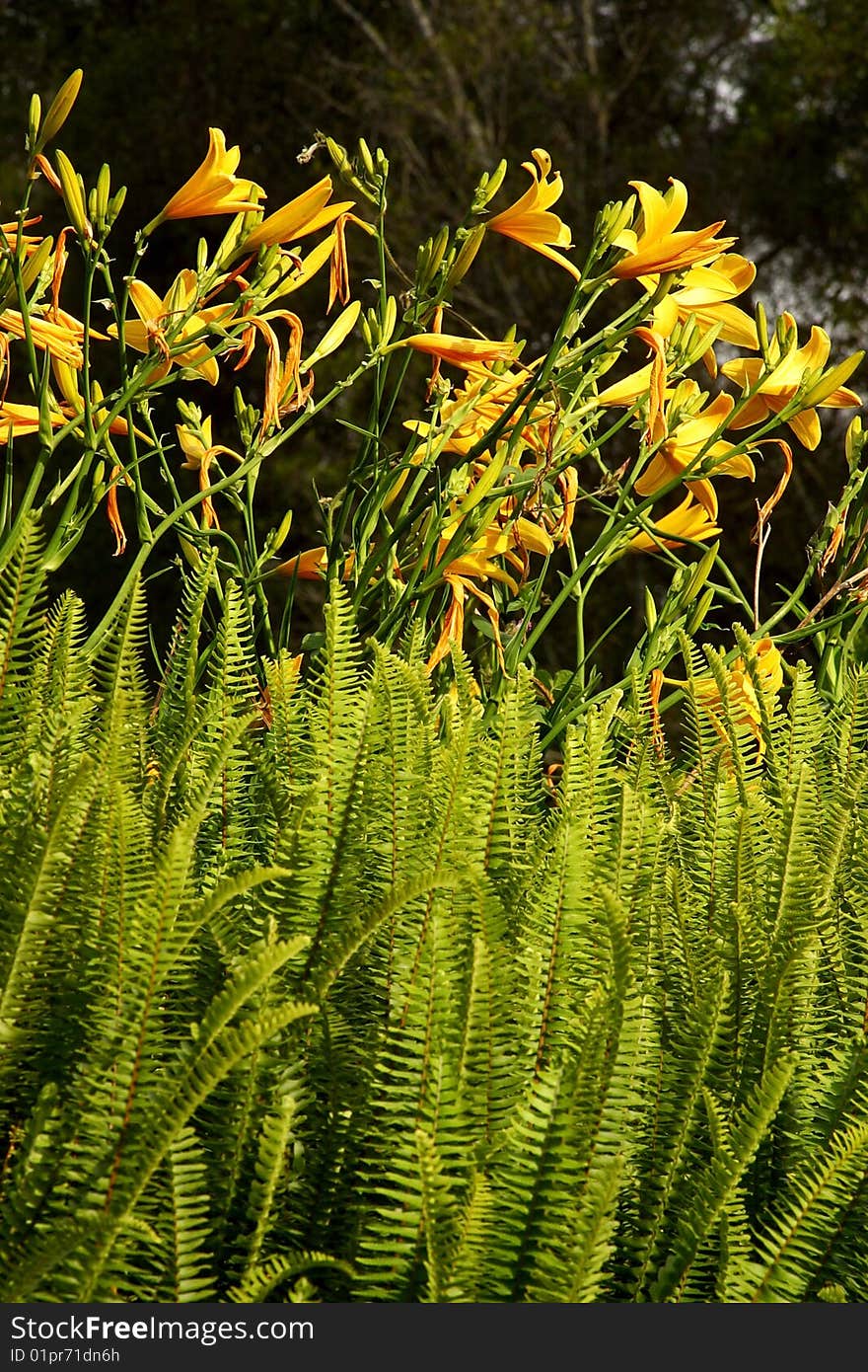 Nature in the central zone of Mexico. Nature in the central zone of Mexico