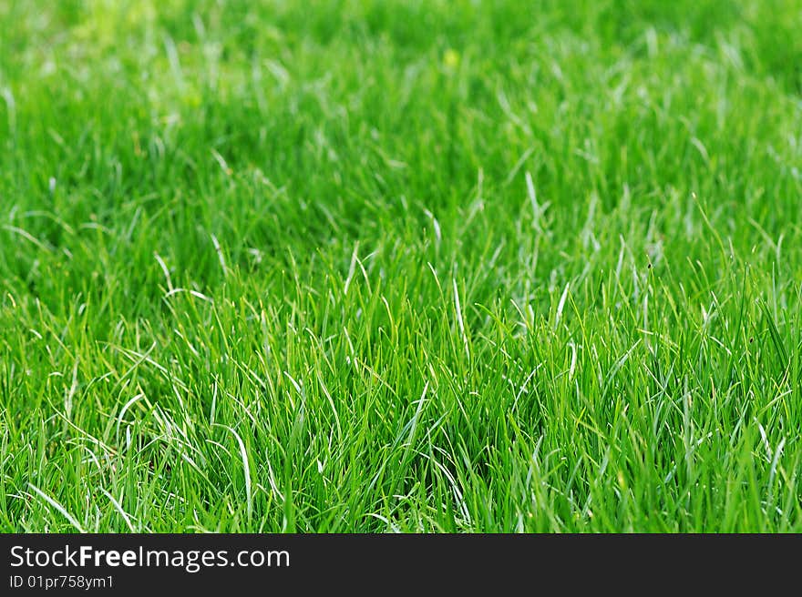 Green grass background, sun light