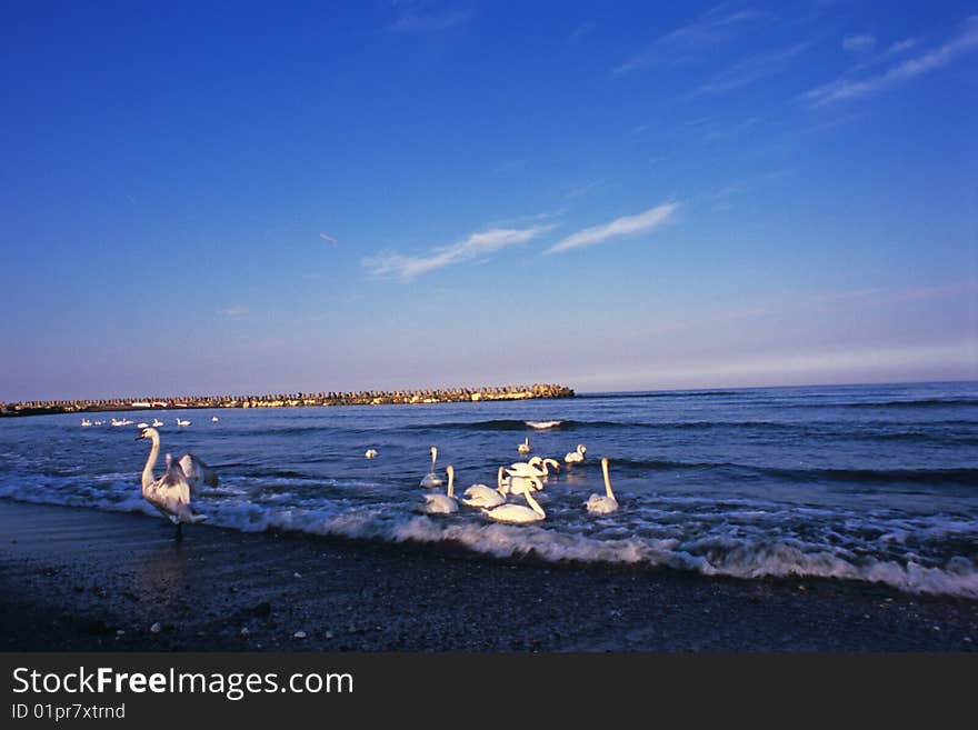 Group of swans in a meeting on black sea. Group of swans in a meeting on black sea