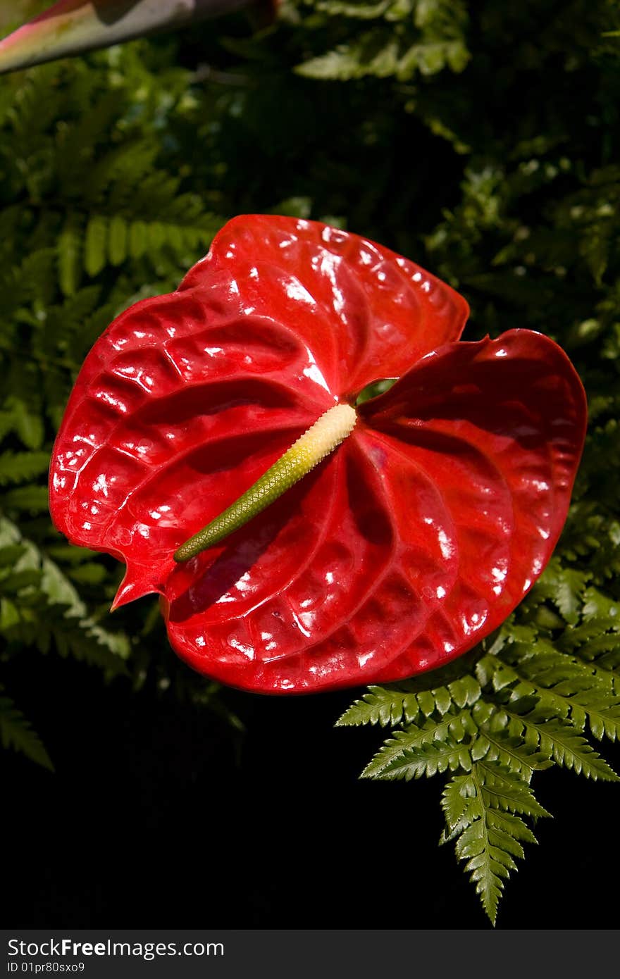 A red flamingo flower from Madeira Portugal. A red flamingo flower from Madeira Portugal