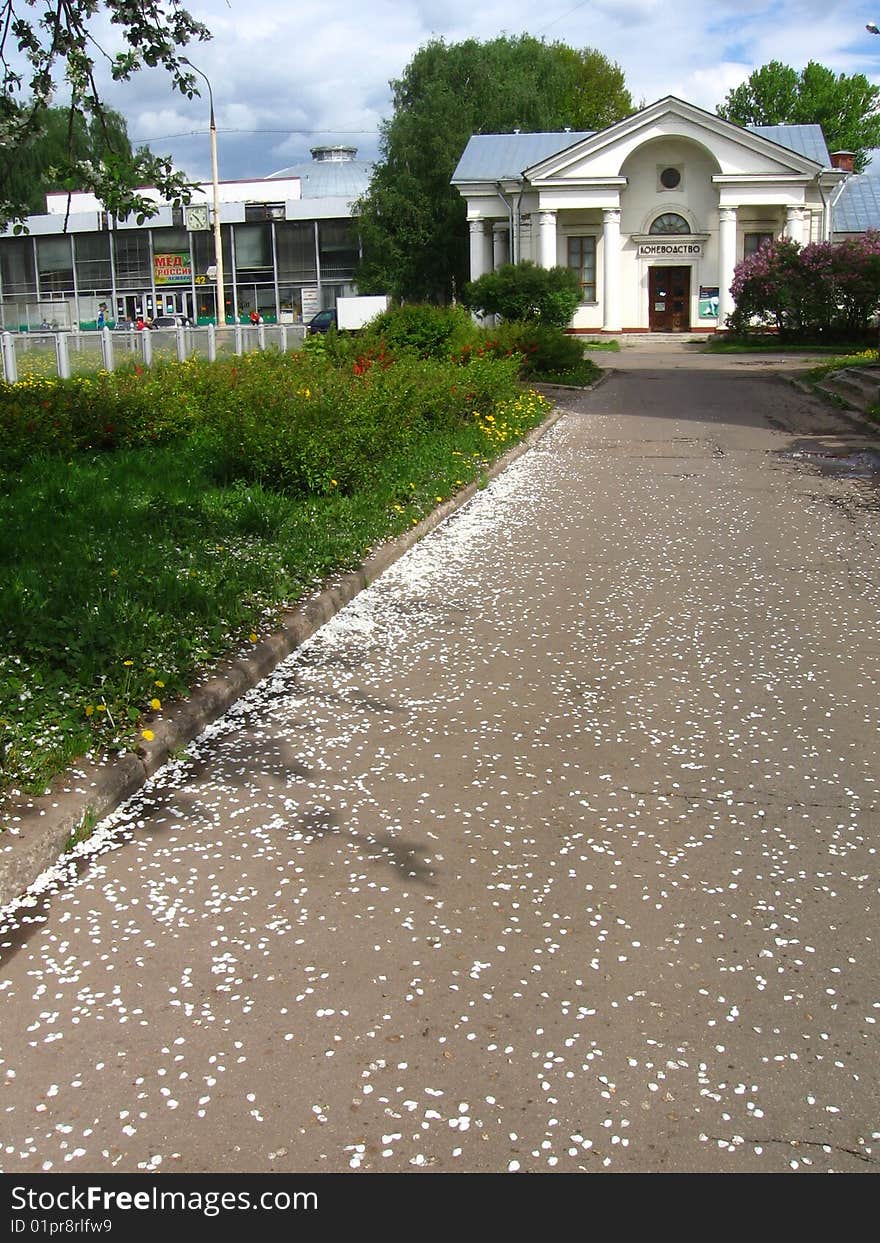 Petals of the apple-tree