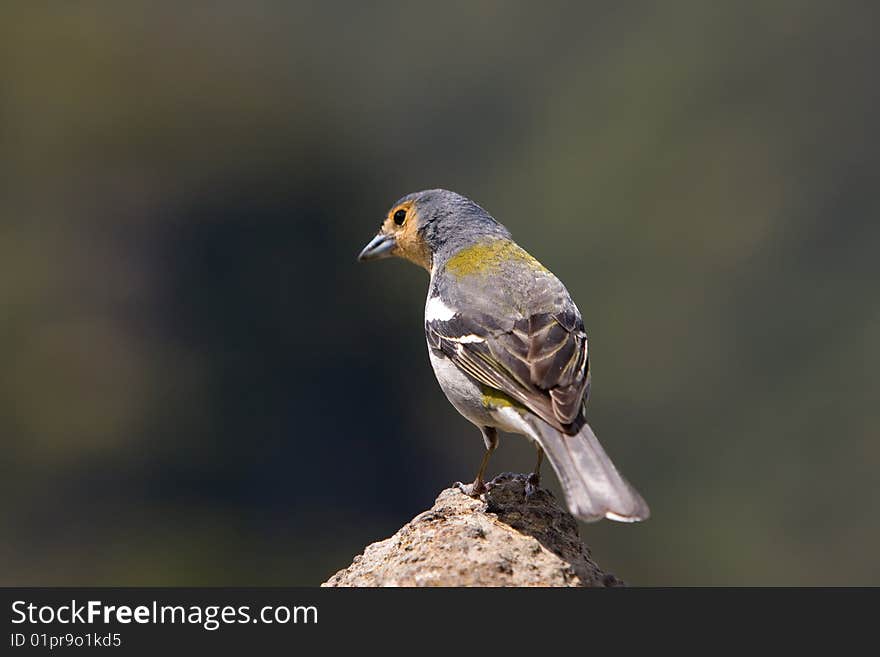 Chaffinch Portrait