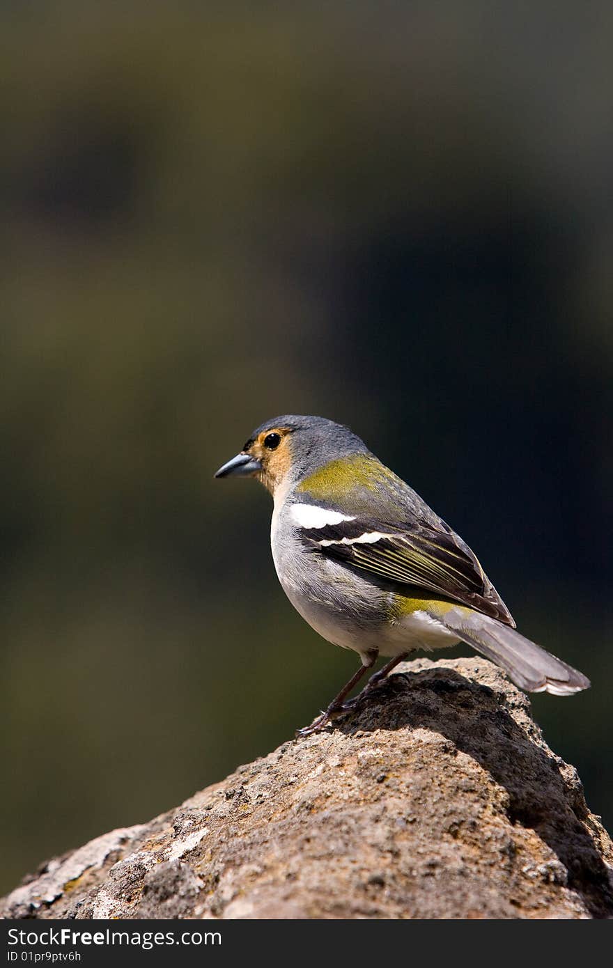 Chaffinch portrait