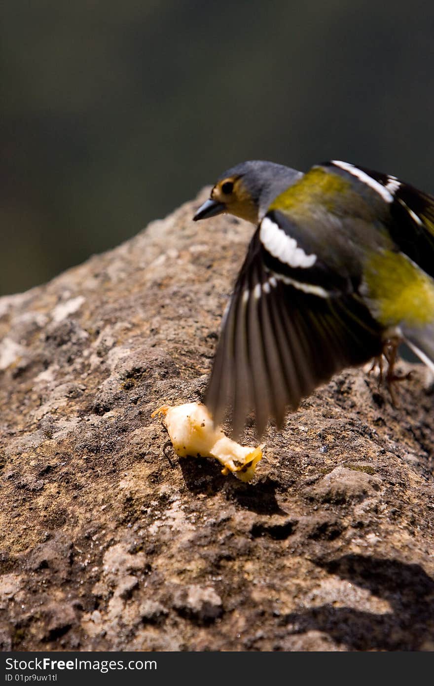 Chaffinch portrait